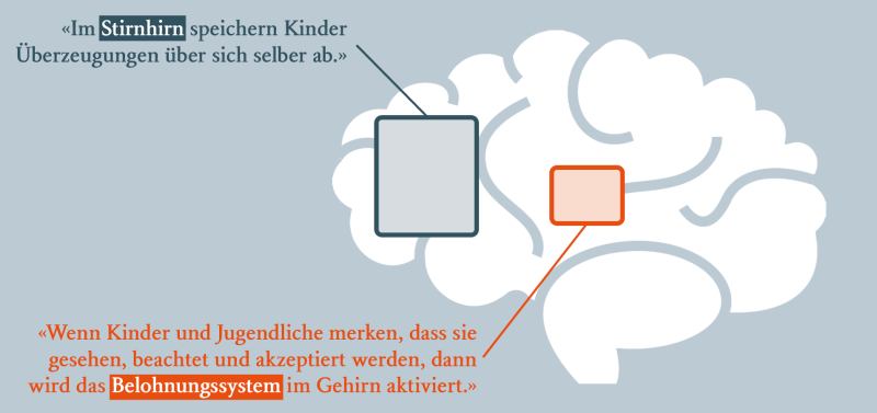 Grafik mit wichtigen Regionen des Hirns: Stirnhirn (vorne) und Belohnungssystem (Mitte). Im Stirnhirn speichern Kinder Überzeugungen über sich selbst ab. Wenn Kinder und Jugendliche merken, dass sie gesehen, beachtet und akzeptiert werden, dann wird das Belohnungssystem aktiviert.